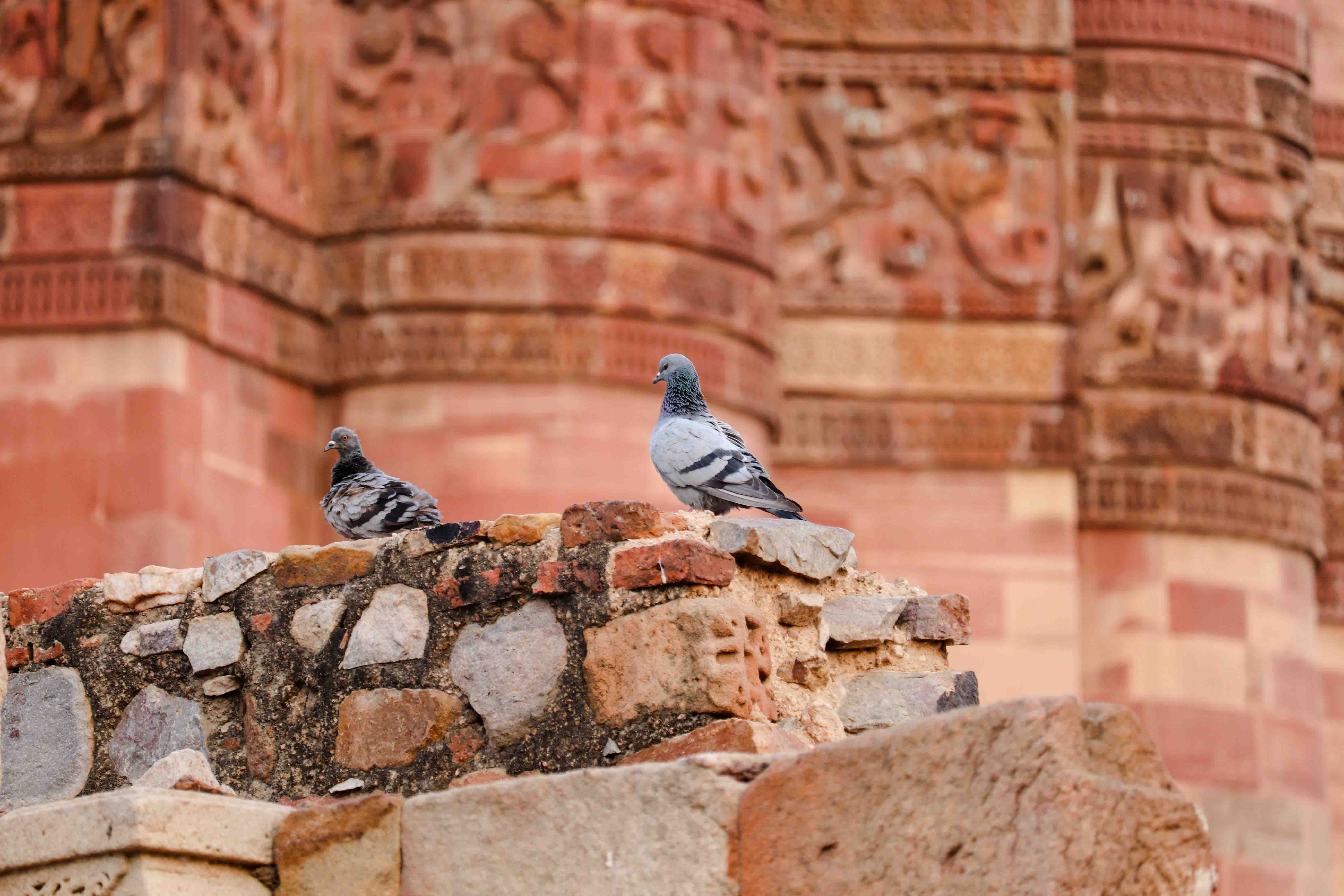 Columbidae, Pigeon, wildlife, wildlife photography, wildlife sanctuaries, animal wallpaper